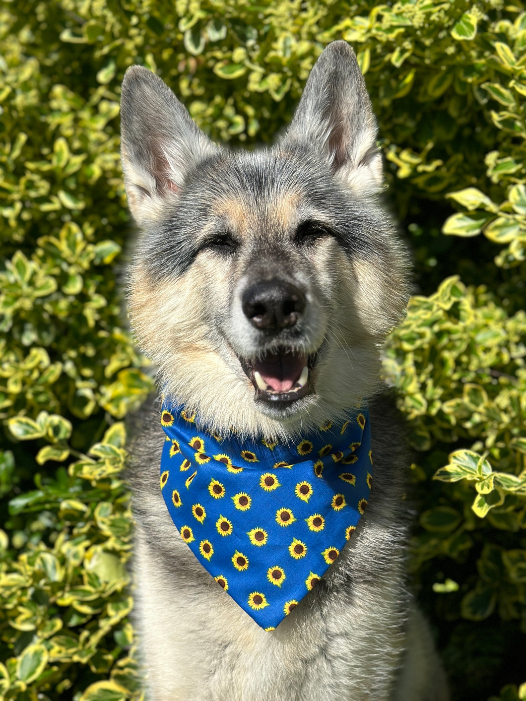 Bandanas